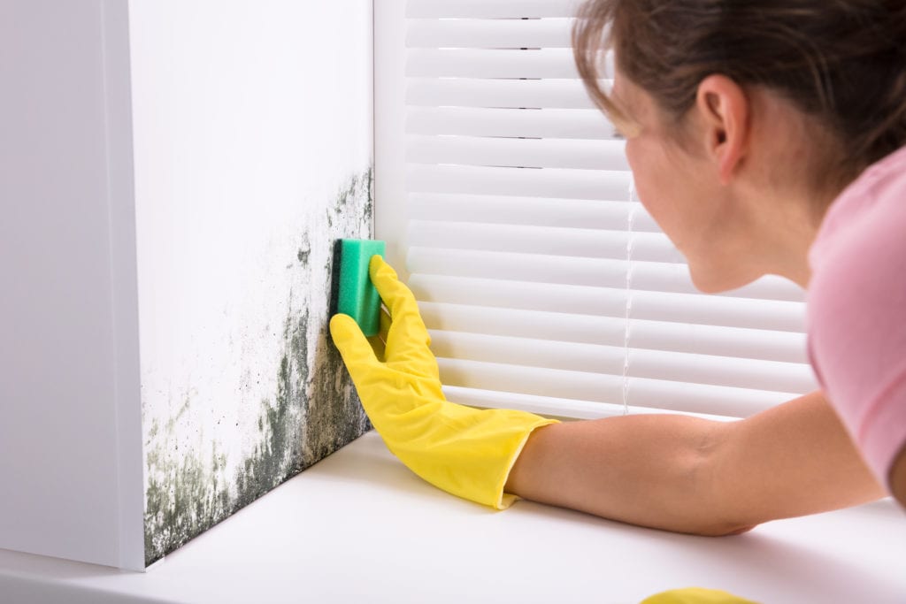 Mold Remediation Service