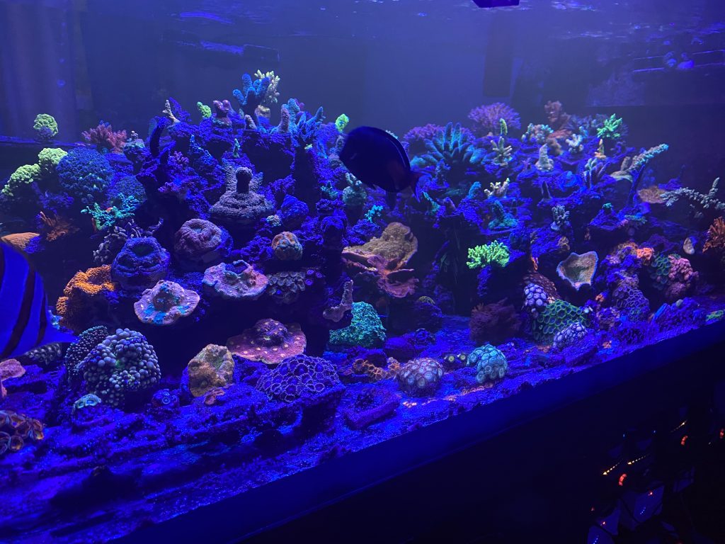 aquarium cleaning services san marcos
