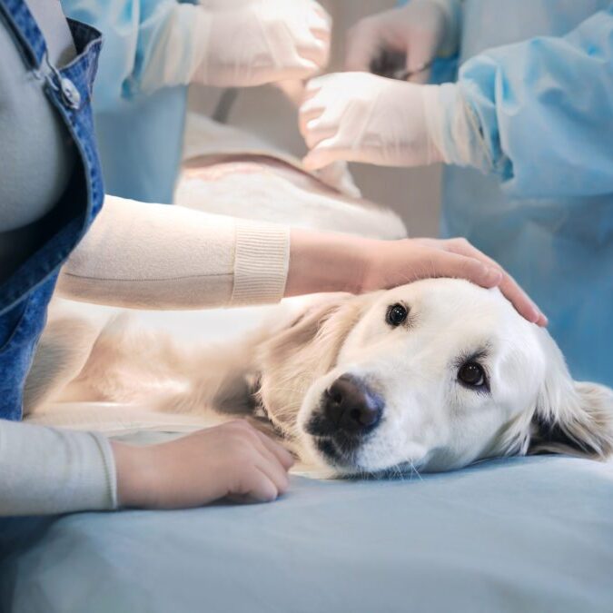 Compassionate Care for Pets – Veterinary Hospital for Wellness and Emergency Needs